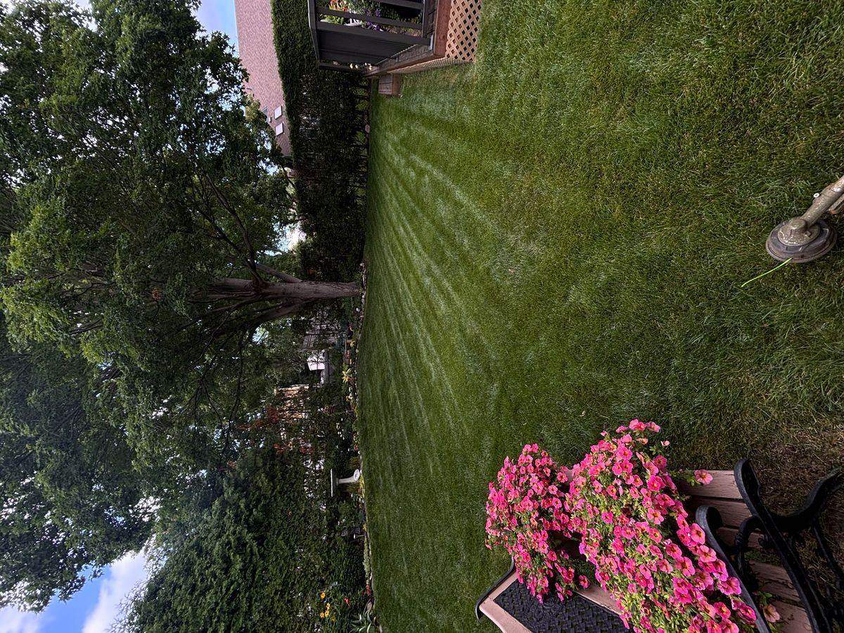 Finished striped backyard lawn in Guelph