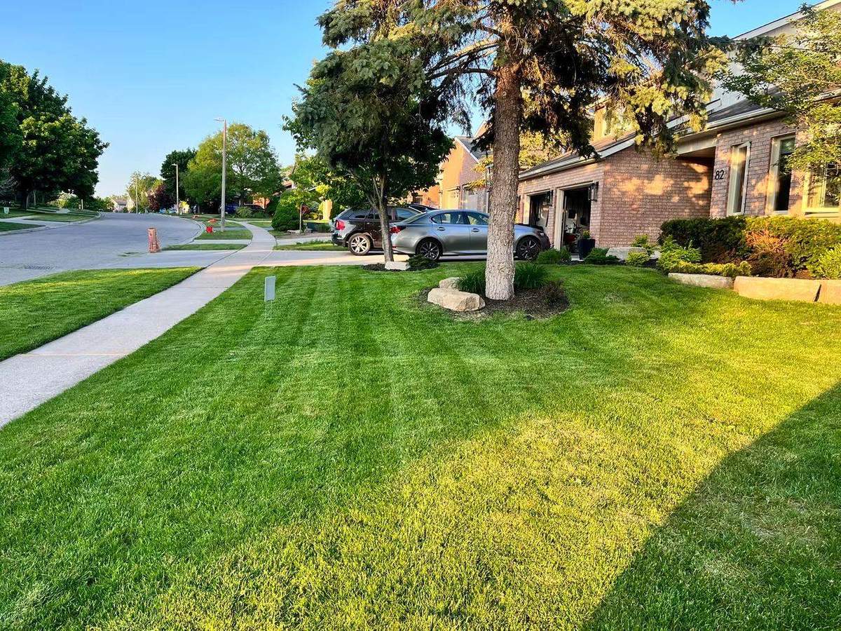 Thick fertilized lawn in Guelph