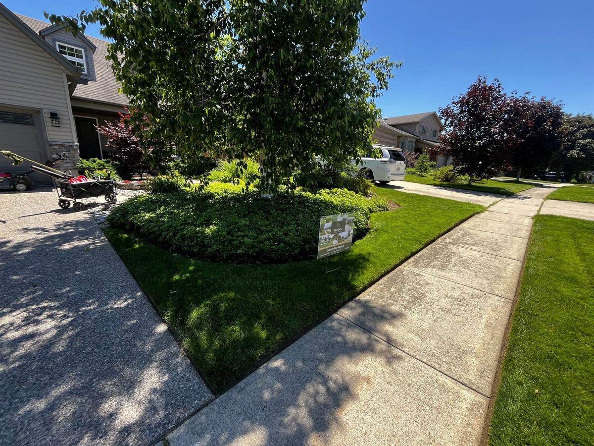 Wide freshly cut front lawn on a Guelph street