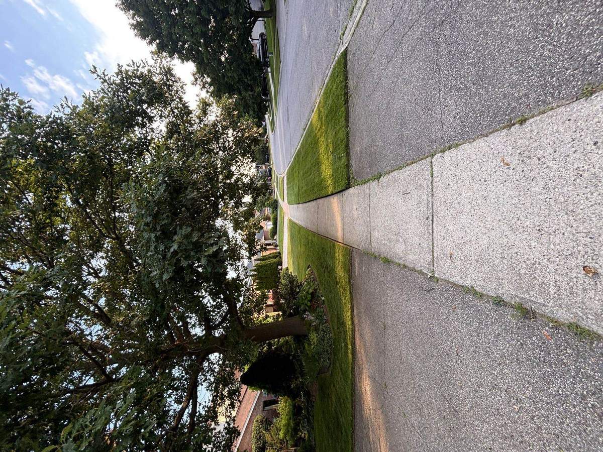 Crisply edged lawn along a Guelph sidewalk