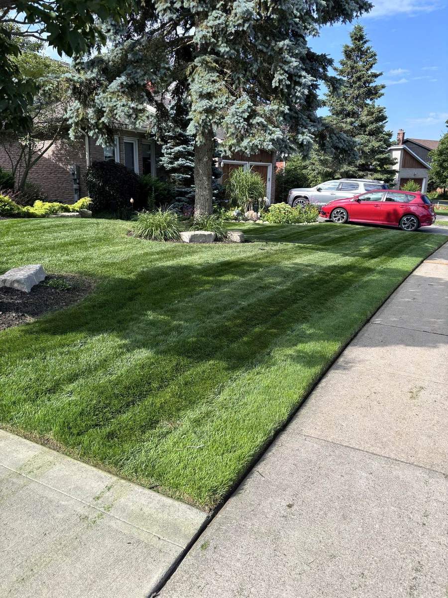 A striped Yardex-maintained boulevard lawn in Guelph
